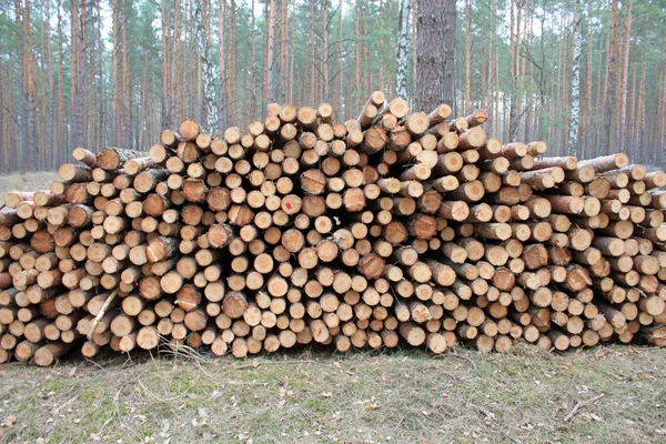 Grote stapel van gesneden logs — Stockfoto