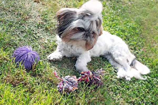 Shi Tzu κάθεται στον κήπο — Φωτογραφία Αρχείου