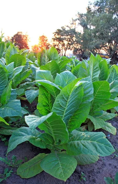 Günbatımı Sahasının Tütün Bitkilerin Görünümü — Stok fotoğraf