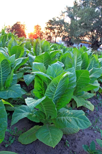 Günbatımı Sahasının Tütün Bitkilerin Görünümü — Stok fotoğraf
