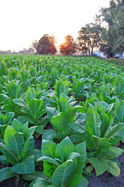 Weergave Van Tabaksplanten Veld Bij Zonsondergang — Stockfoto