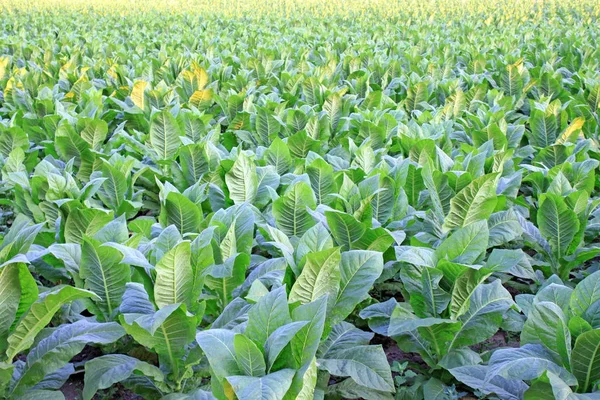 View of green plants at tobacco field