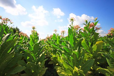 Bitkiler doğal görünümünü üzerinde Tütün ekimi 