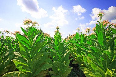 Bitkiler doğal görünümünü üzerinde Tütün ekimi 