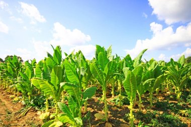 Bitkiler doğal görünümünü üzerinde Tütün ekimi 