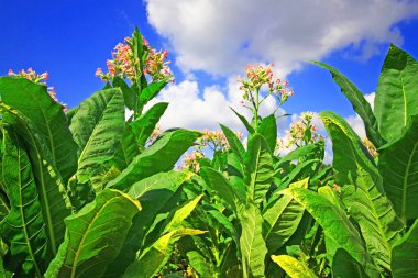 Tütün Ekimi Polonya 