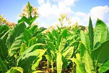 Bitkiler doğal görünümünü üzerinde Tütün ekimi 