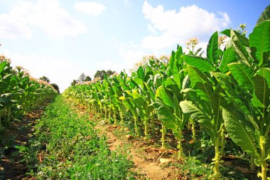 Tütün Ekimi Polonya 