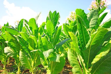 Tütün Ekimi Polonya 