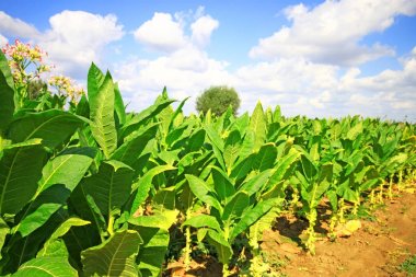 Tütün Ekimi Polonya 