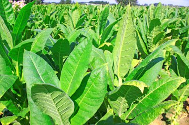 Bitkiler doğal görünümünü üzerinde Tütün ekimi 