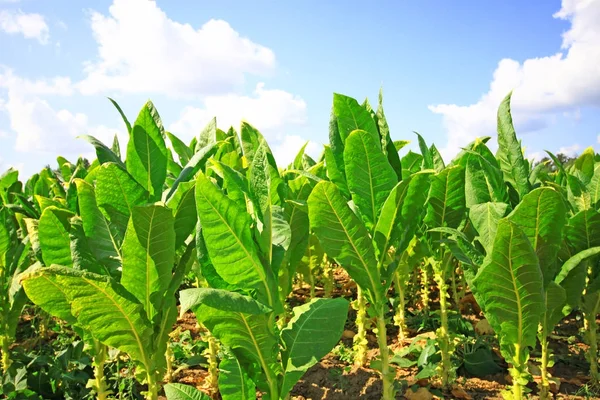 Scenic view of crops on tobacco plantation