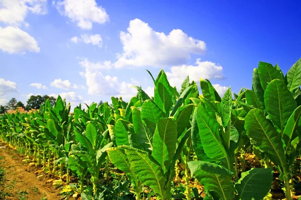 Vista Panorámica Los Cultivos Plantación Tabaco — Foto de Stock