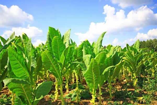 Vista Panorámica Los Cultivos Plantación Tabaco — Foto de Stock