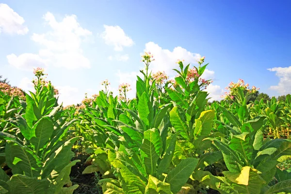 Vista Panorámica Los Cultivos Plantación Tabaco — Foto de Stock