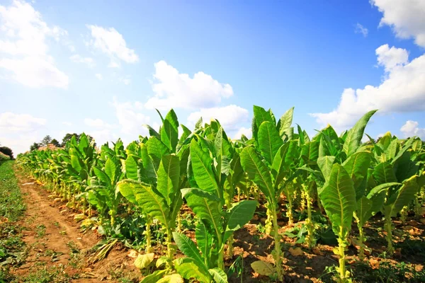 Malowniczy Widok Roślin Plantacji Tytoniu — Zdjęcie stockowe