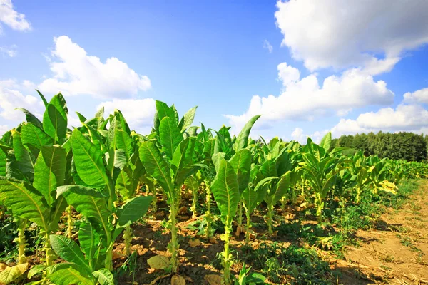 Tütün Ekimi Polonya 