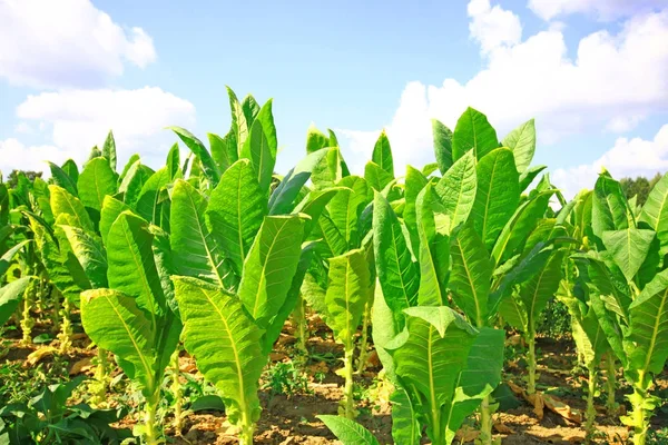 Vista Panorámica Los Cultivos Plantación Tabaco — Foto de Stock