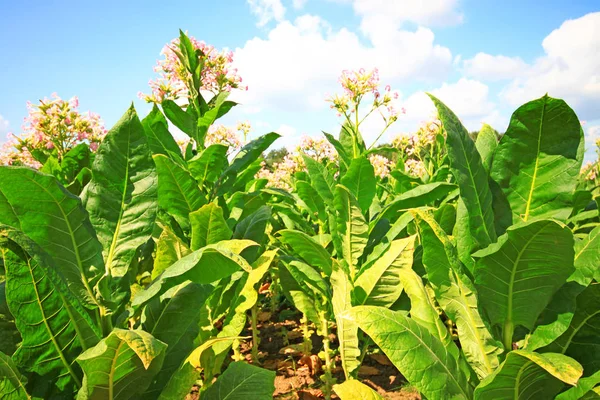 Piantagione Tabacco Polonia — Foto Stock