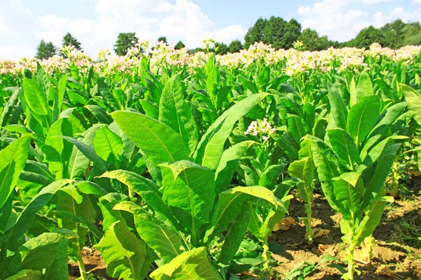 Vista Panoramica Delle Colture Nelle Piantagioni Tabacco — Foto Stock