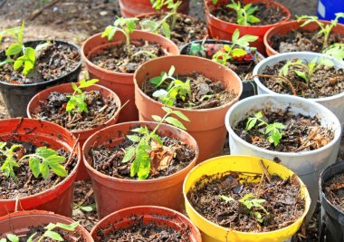 Saksı ekiminde mahsulün manzara görünümü 