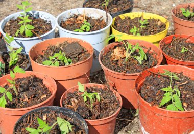 Saksı ekiminde mahsulün manzara görünümü 