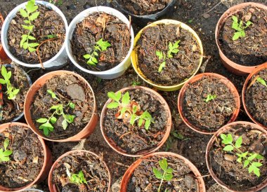 Saksı ekiminde mahsulün manzara görünümü 