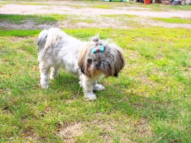 Shi Tzu bahçede oturuyor. Yaz