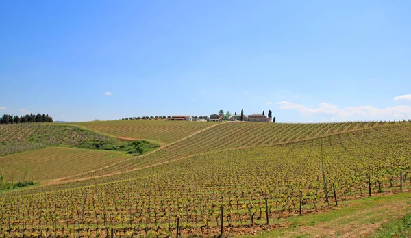 Schilderachtig Uitzicht Van Producent Plantage Toscane Italië — Stockfoto