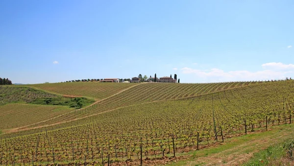 Schilderachtig Uitzicht Van Producent Plantage Toscane Italië — Stockfoto