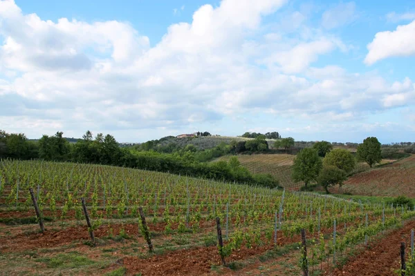 Vista Panorâmica Plantação Vinícolas Toscana Itália — Fotografia de Stock