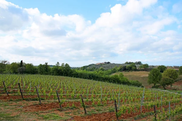 Vista Panorámica Plantación Bodegas Toscana Italia —  Fotos de Stock