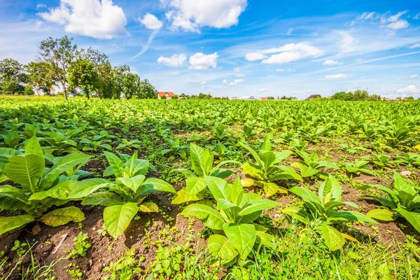 Campo di tabacco. Polonia — Foto Stock