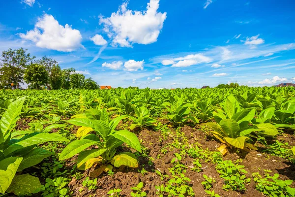 View of green plants at tobacco field