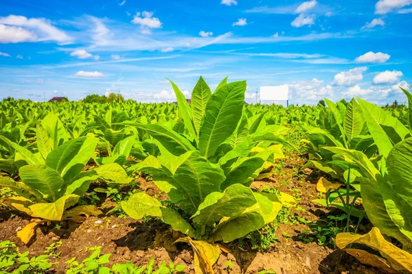 Campo di tabacco. Polonia — Foto Stock