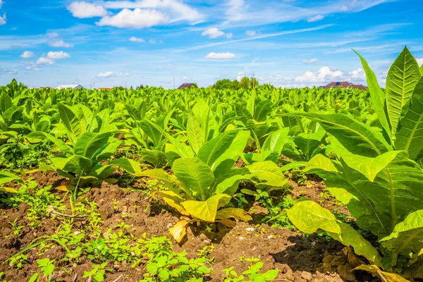 Veduta Delle Piante Verdi Campo Tabacco — Foto Stock