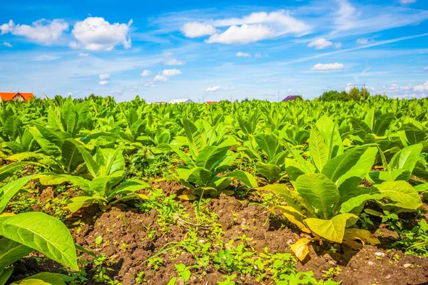 View of green plants at tobacco field
