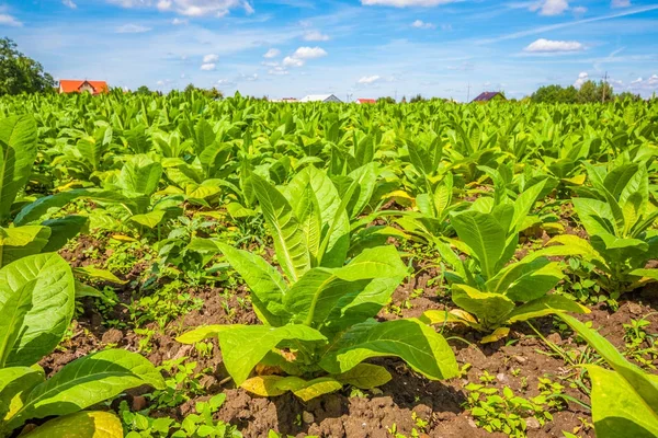 Veduta Delle Piante Verdi Campo Tabacco — Foto Stock