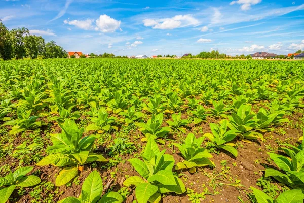 Veduta Delle Piante Verdi Campo Tabacco — Foto Stock