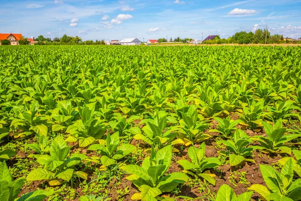 Campo di tabacco. Polonia — Foto Stock