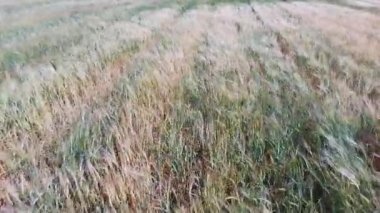 Hava, dikey - altın buğday yavaşça dron tarafından yapılan bir esintiyle sallanan 