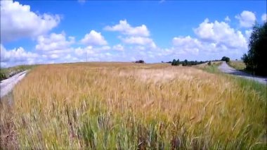 alan altın tahıl parlak mavi gökyüzü altında. 