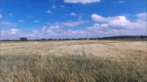 Hava Dikey Altın Buğday Yavaşça Dron Tarafından Yapılan Bir Esintiyle — Stok video