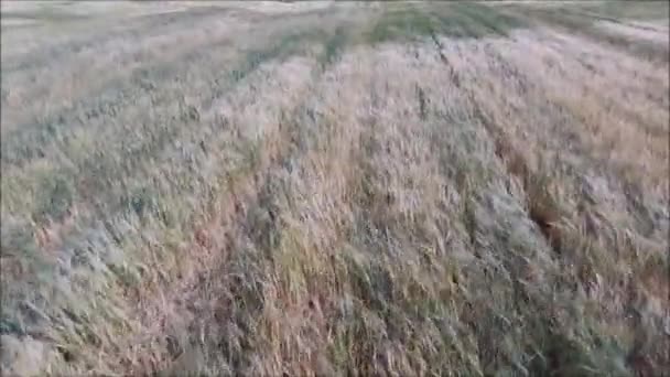 金色的小麦轻轻地摇曳在微风中由无人驾驶飞机 — 图库视频影像