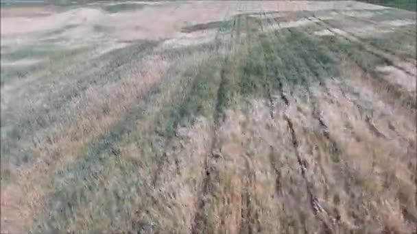 Εναέρια Κάθετο Χρυσαφένιο Σιτάρι Λικνίζονται Ένα Αεράκι Από Drone — Αρχείο Βίντεο