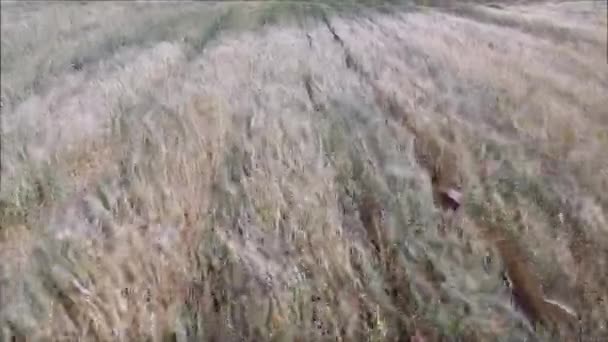 金色的小麦轻轻地摇曳在微风中由无人驾驶飞机 — 图库视频影像