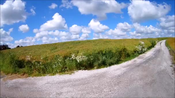 Gebied Van Gouden Graan Onder Een Heldere Blauwe Hemel — Stockvideo