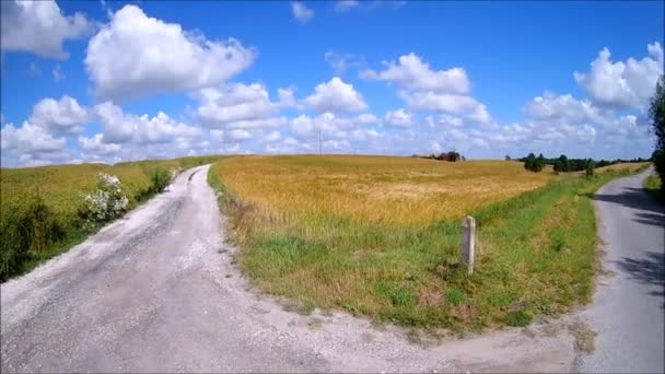 champ de grain doré sous un ciel bleu vif . 