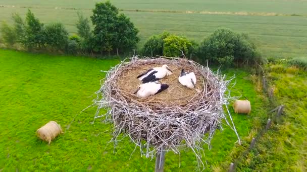 Storkar Häckar Med Kycklingar Och Föräldrar Polen Flygfoto — Stockvideo