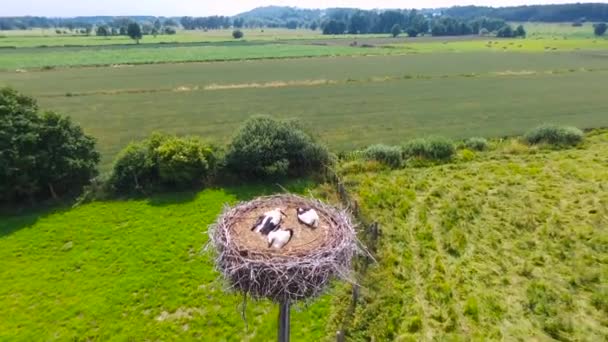 Las Cigüeñas Anidan Con Polluelos Padres Polonia Vista Aérea — Vídeo de stock